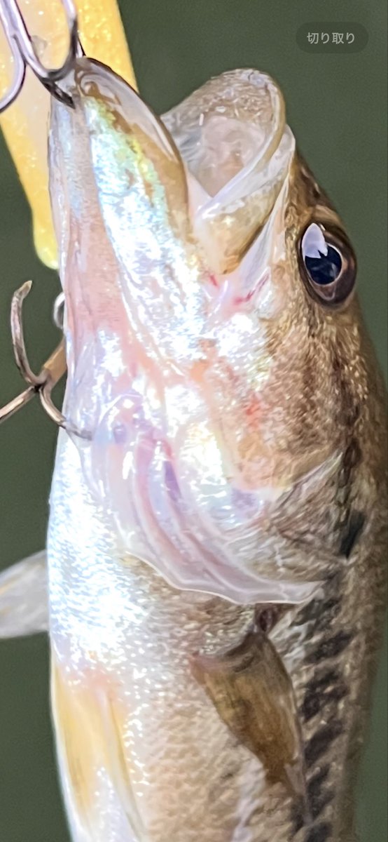 【まるりん】 まるりん@レクチャーガイド受付中！ on X