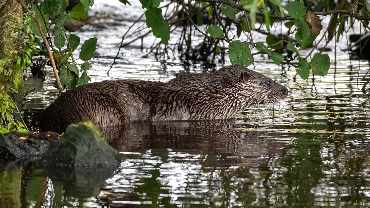 Allan Forsyth tweet media