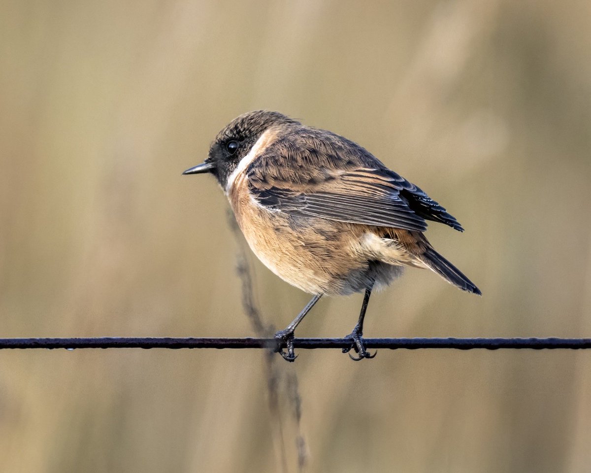 Allan Forsyth tweet media