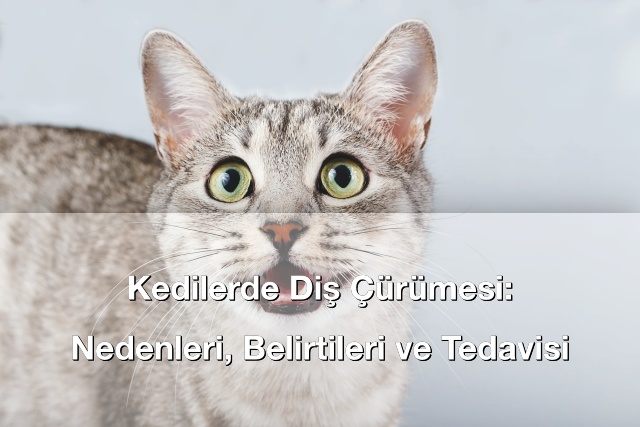Kedilerde Diş Çürümesi: Nedenleri, Belirtileri ve Tedavisi
bilgi.net/2025/10/kedile…

#bilgi #bilgisitesi #bilginet #hayvanlaralemi