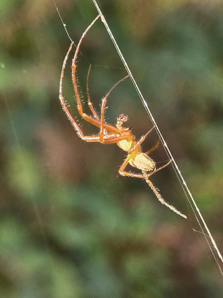 #WeDoGrass Ian (@lawnmasternotts) on Twitter photo Day 1214 of #IansDailyPhotoChallenge and apologies to all of you #arachnophobes but this really was a most impressive spider today 😲🕷🕸
#365DaysWild <a href="/Nottswildlife/">Nottinghamshire Wildlife Trust</a> <a href="/WildlifeTrusts/">The Wildlife Trusts</a> Day 1214 of #IansDailyPhotoChallenge and apologies to all of you #arachnophobes but this really was a most impressive spider today 😲🕷🕸
#365DaysWild <a href="/Nottswildlife/">Nottinghamshire Wildlife Trust</a> <a href="/WildlifeTrusts/">The Wildlife Trusts</a>