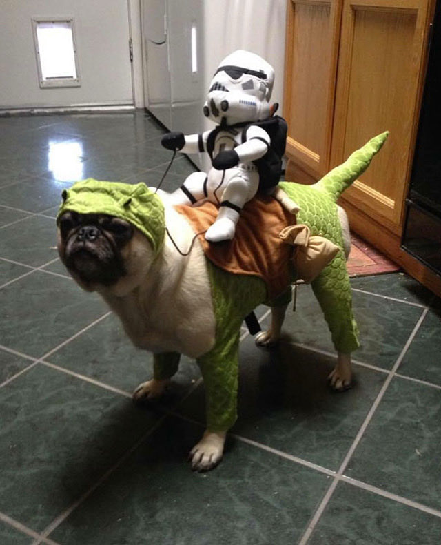 chuckthepug_ctp's tweet photo. Halloween is almost here. Time to pull out photos of Chuck the Pug (senior and junior) and his friends wearing different Halloween costumes🎃🐾❤️ #pugmommy #pugdaddy #pugs #seniorpug #pug #pugsofinstagram #puglicious #puglove #lovepug #puglife #dog https://t.co/JJl2iyZf1N