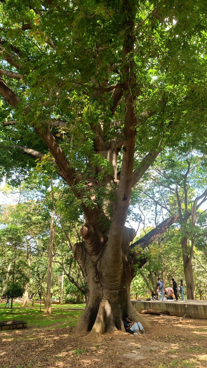 Bingo_mk's tweet image. #TreeTime  #TreeFriends
@Theme_pic_India