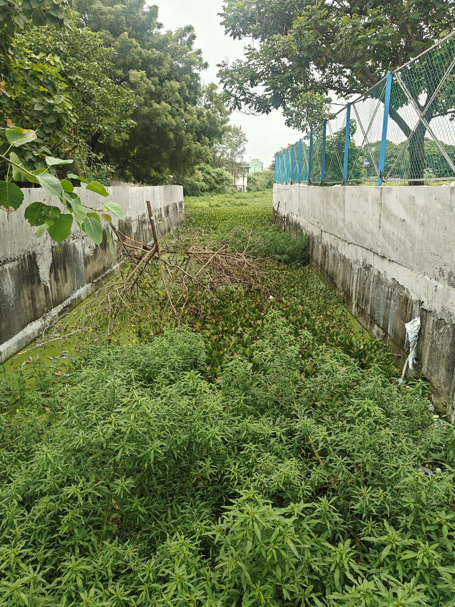 jai_lm's tweet image. "While the CM & Dy CM focus on Adyar, North Chennai's canals remain choked and neglected. Every year, the same issue persists due to official negligence. It's November, and North Chennai's canals are still crying for attention. #ChennaiFloods #NorthChennai"