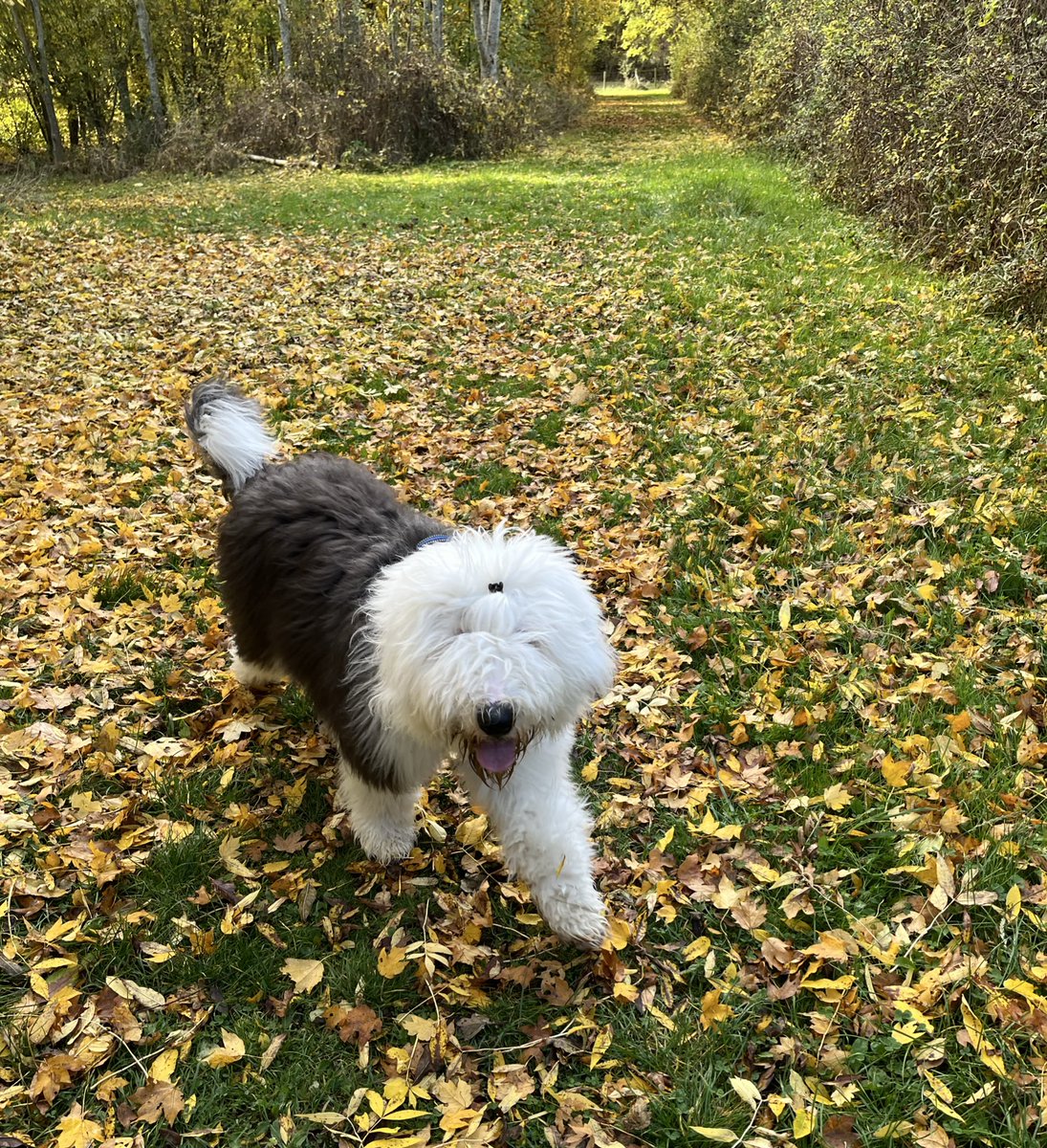 Off-lead walkies in the community woodland. It’s fully fenced so completely safe. Recall and putting back on a lead both coming along nicely. I don’t stray too far because I love my people and can’t resist the yummy treats! And I met a border collie, aka sheepdog colleague! 🐶🍁