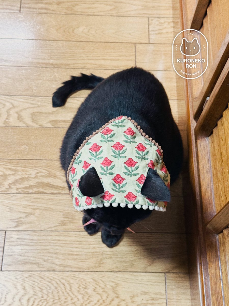 ♡黒猫( ΦωΦ )♡とまとめ image.jpg