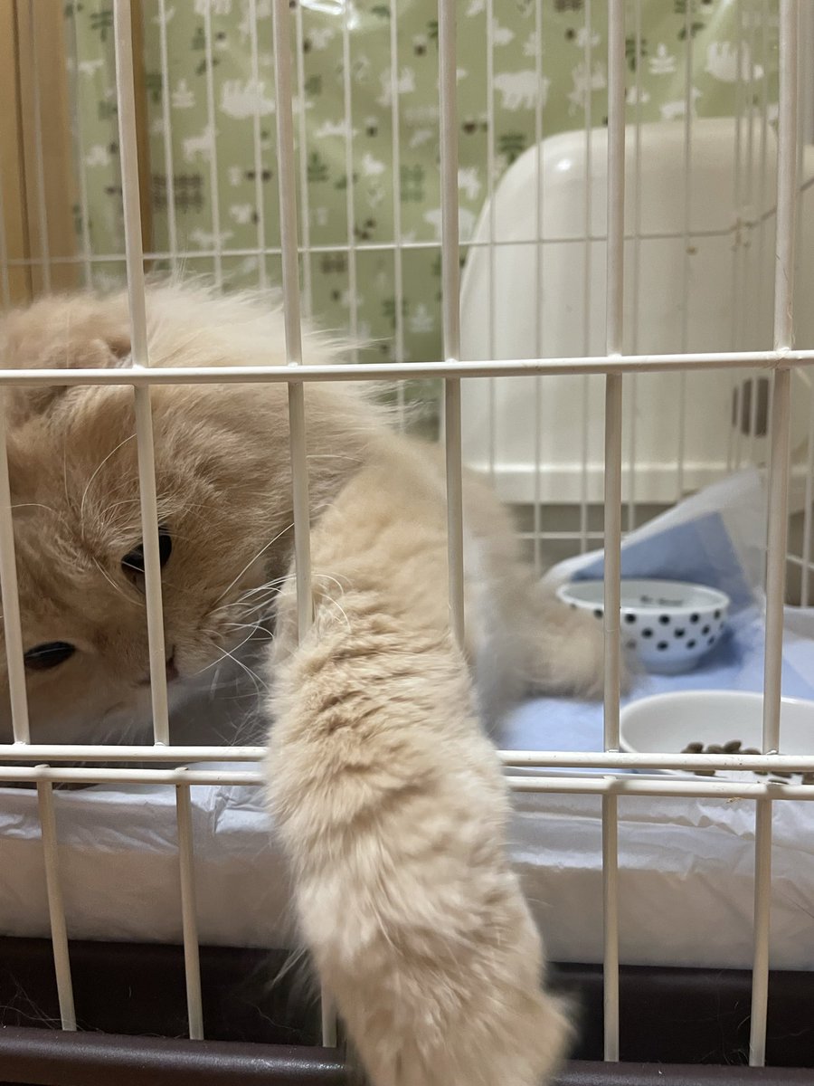 かぴばら 齋藤 洋平 on X