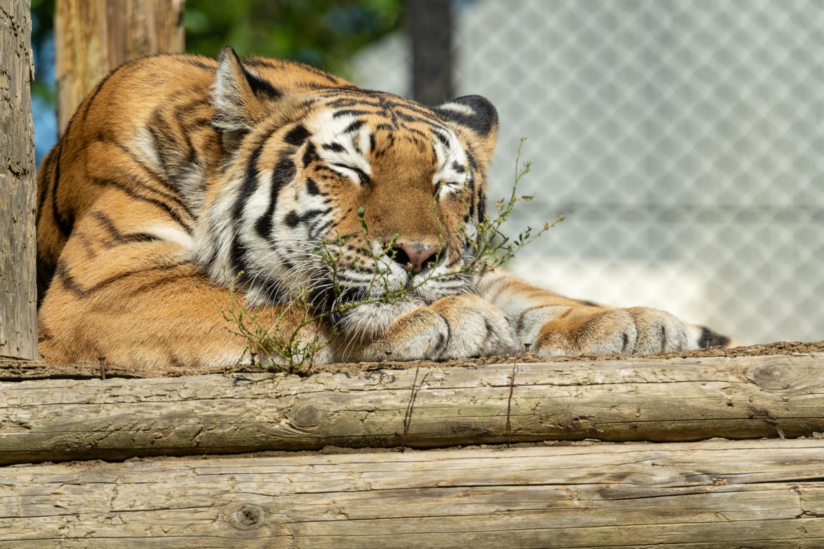 tap27 タテオシアン ピンズ/ピンバッジ シルバー TIGER トラ/虎/寅 13823233_s_1.jpg