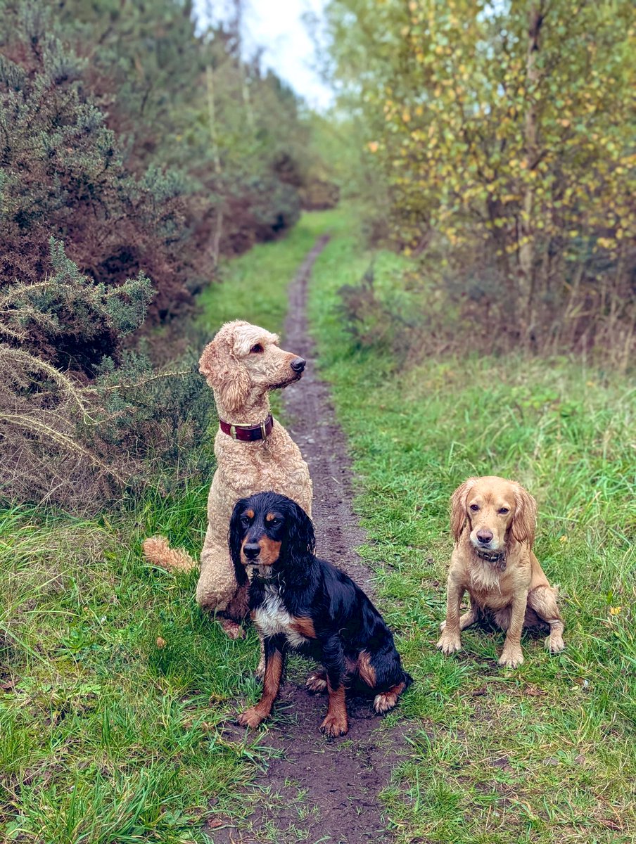 Olly and River the Working Cocker Spaniels tweet media