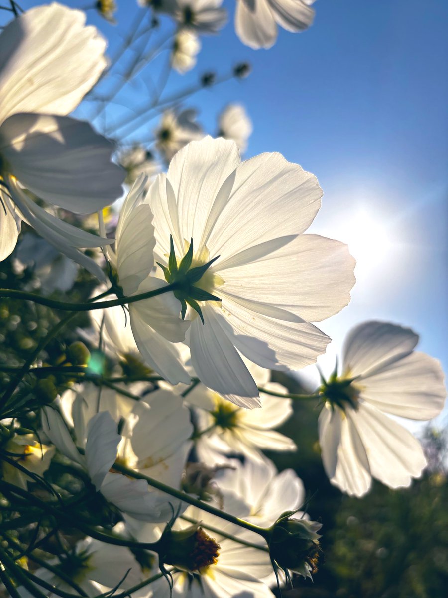 ❁⃘❁⃘ The new @LEGO Pretty Pink Flower Bouquet from the Botanical