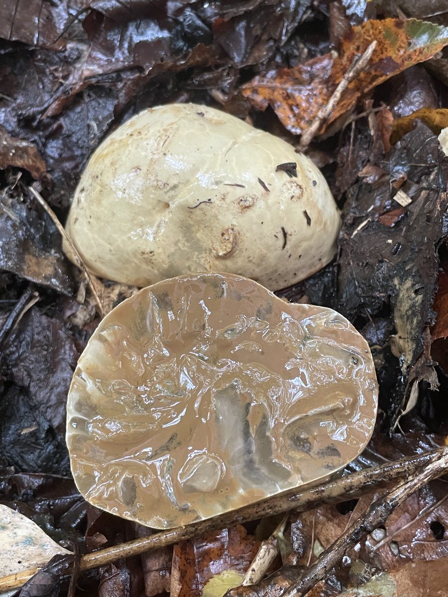 【美品】日本菌学史　2006 日本菌学会 日本菌学史 2006 日本菌学会