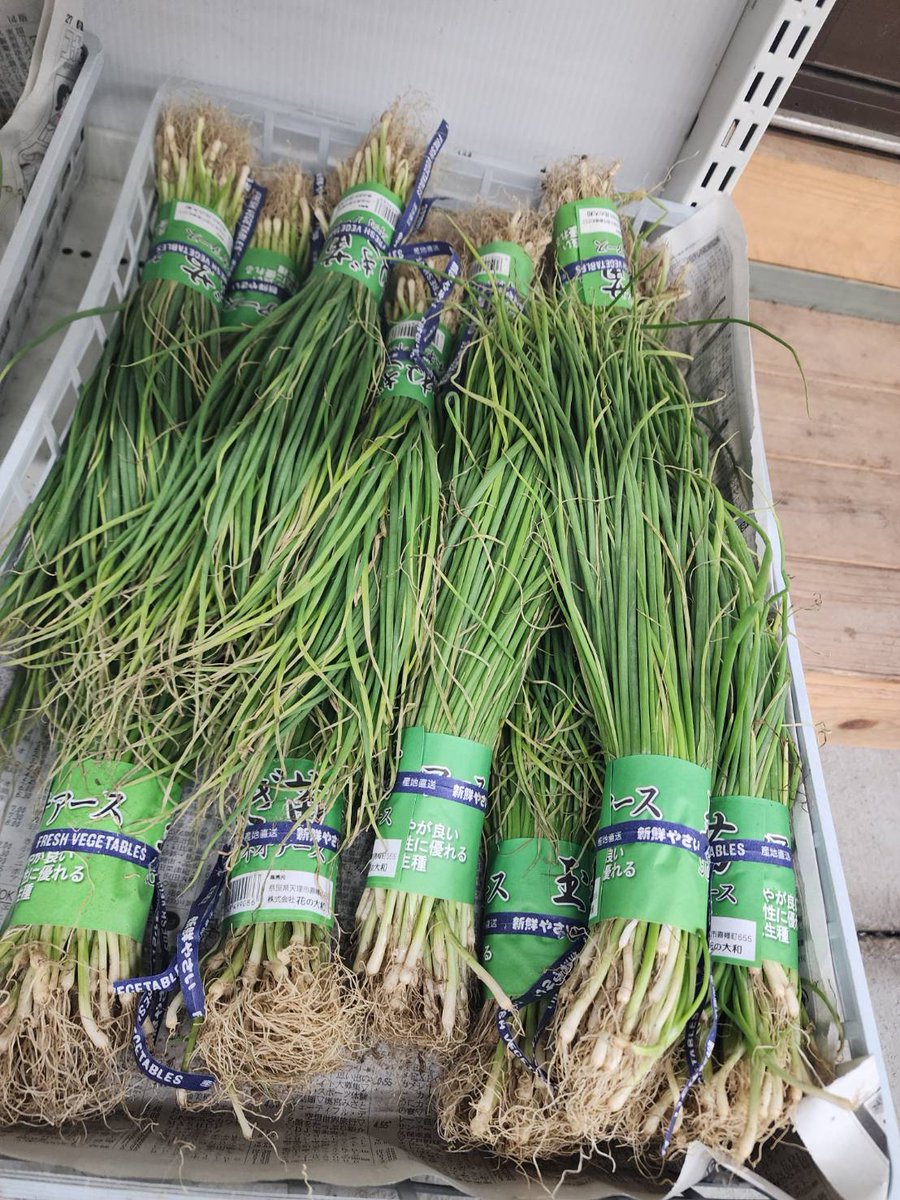 玉・ぎょく 大空 Matte 水色ライン | 山形工房けん玉SHOP