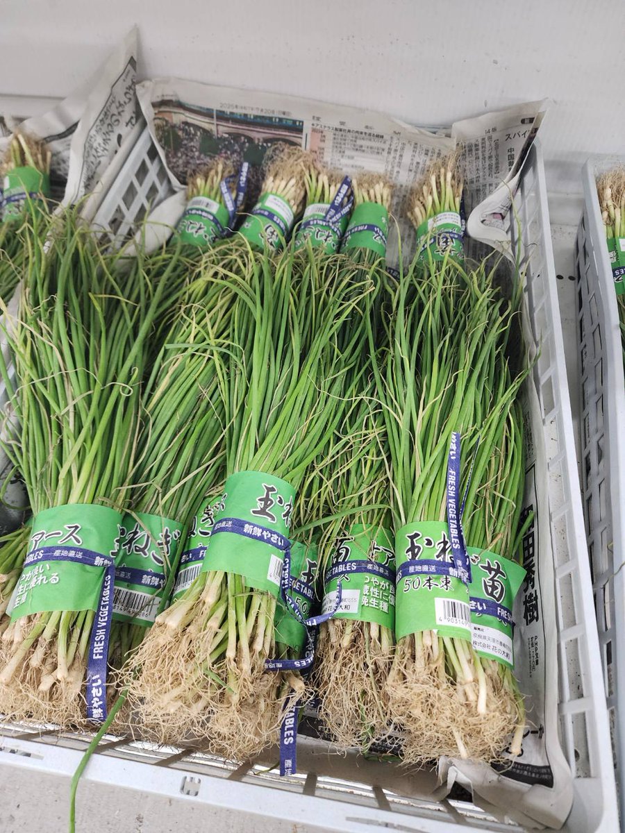 ricp*玉葱苗→プロフ見てください✤✼ 極早生そだち FA(MOX-804)[玉葱] - e-種や｜国内最大級の野菜種・花種