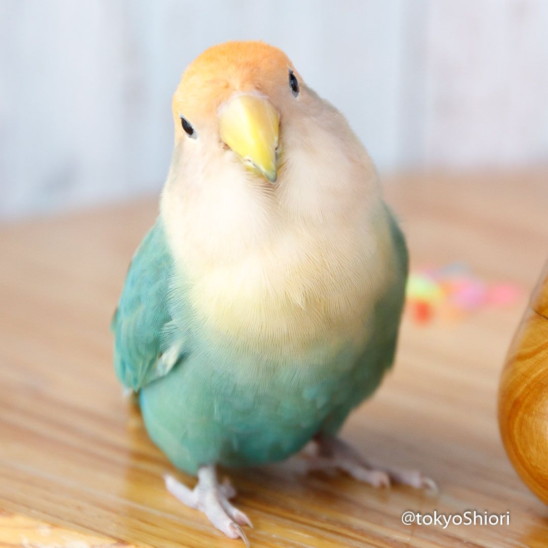 Yori♡ tokyoShiori on X