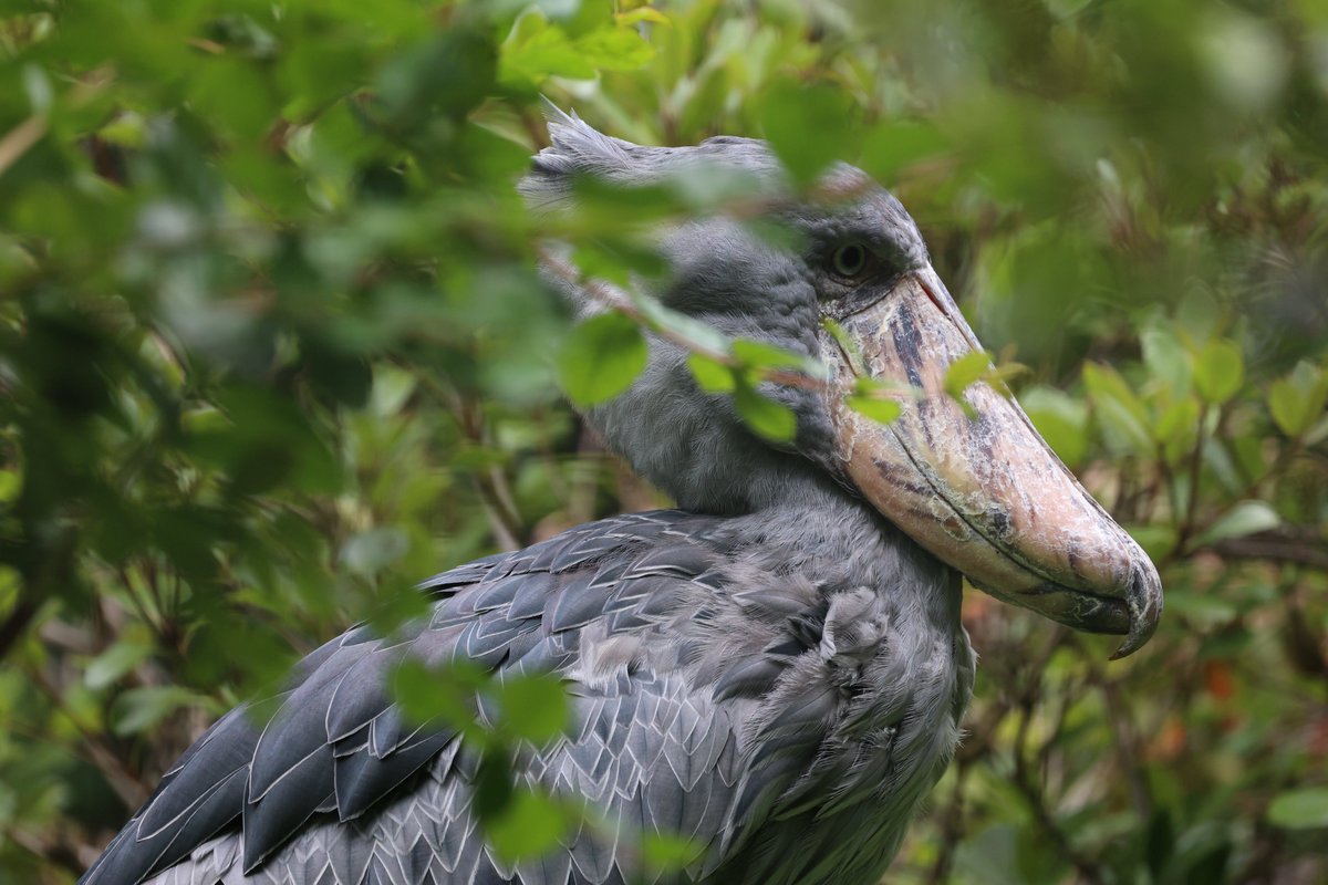 1日1ハシビロコウ