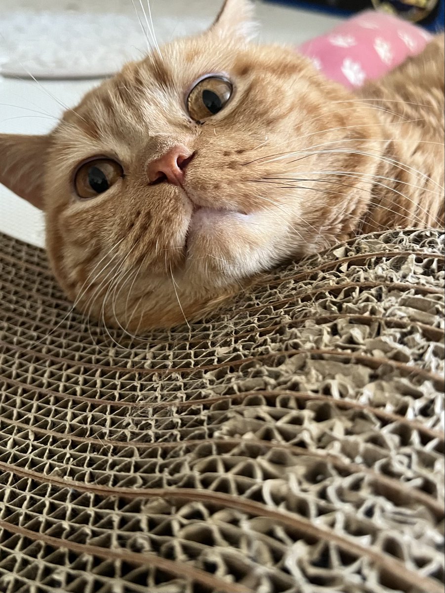 kiko11232015's tweet image. お気にの爪研ぎ、だいぶ傷んできたにゃあ🙀
#困り顔のアランくん #cat #cats #kittycat #catlover #catlovers #catstagram #ilovecat #scottishfold #kitten