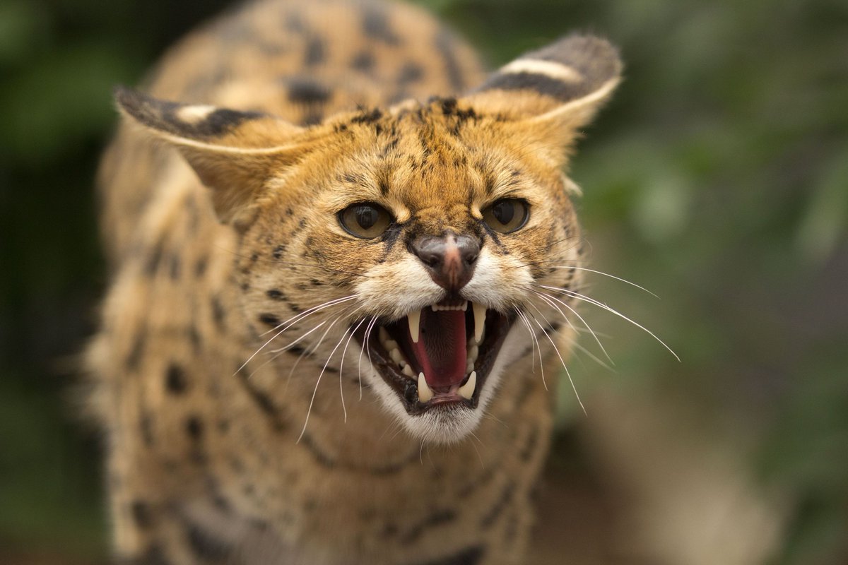 Serval Every Hour! (@servaleveryhr) on Twitter photo 