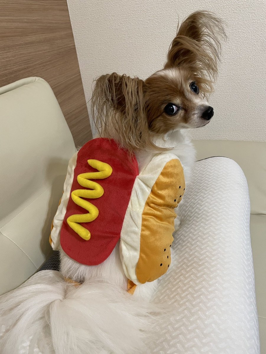 ハッピーハロウィン🌭