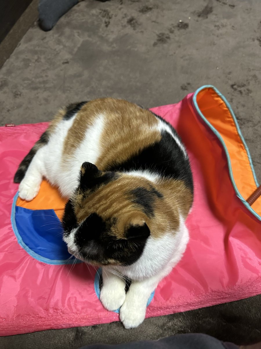 芸術写真 lost dogg 芸術写真 lost dogg 芸術写真 lost dogg 新たな価値を生み