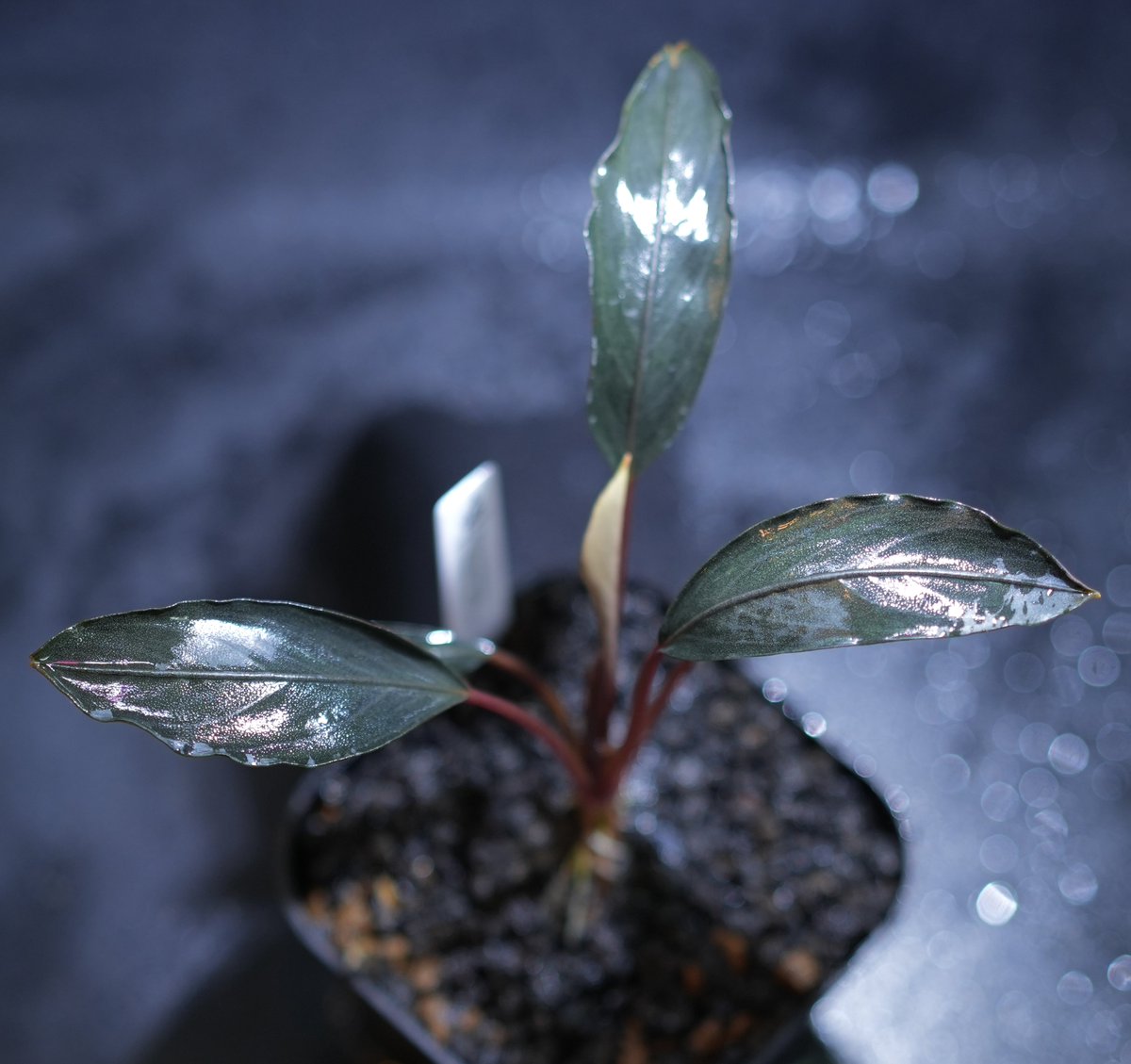 水草 BUCEPHALANDRA for Passat358 水草 BUCEPHALANDRA for Passat358 Bucephalandra Aquarium