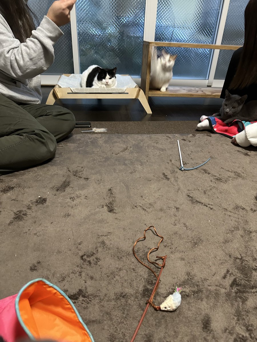 やせねこ Photo by 五十嵐健太@飛び猫®︎ (@tobineko_0) · October 12, 2025