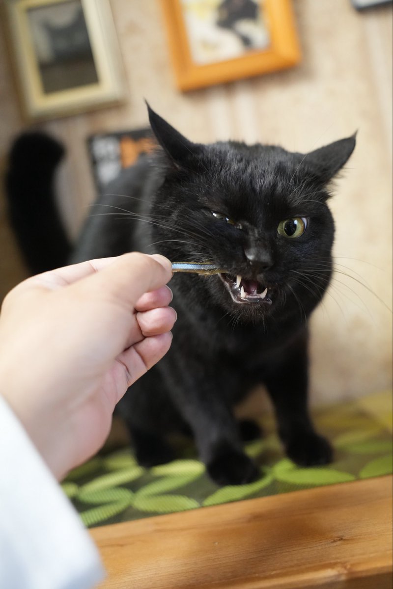 黒猫】 ウォシュレット！！！ 黒猫 ウォシュレット！！！ 黒猫 ZR・ZX