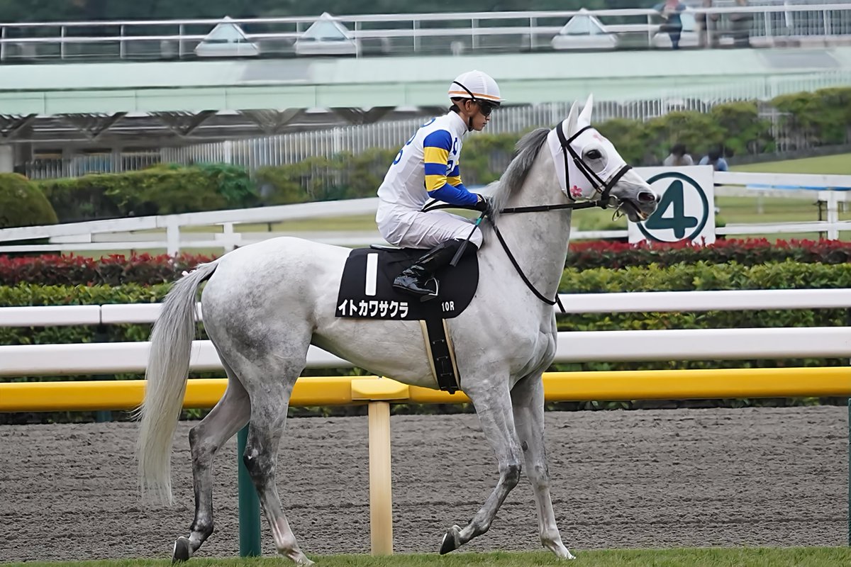 パドックでは周回の度に視線をくれるイトカワサクラ、直線の末脚