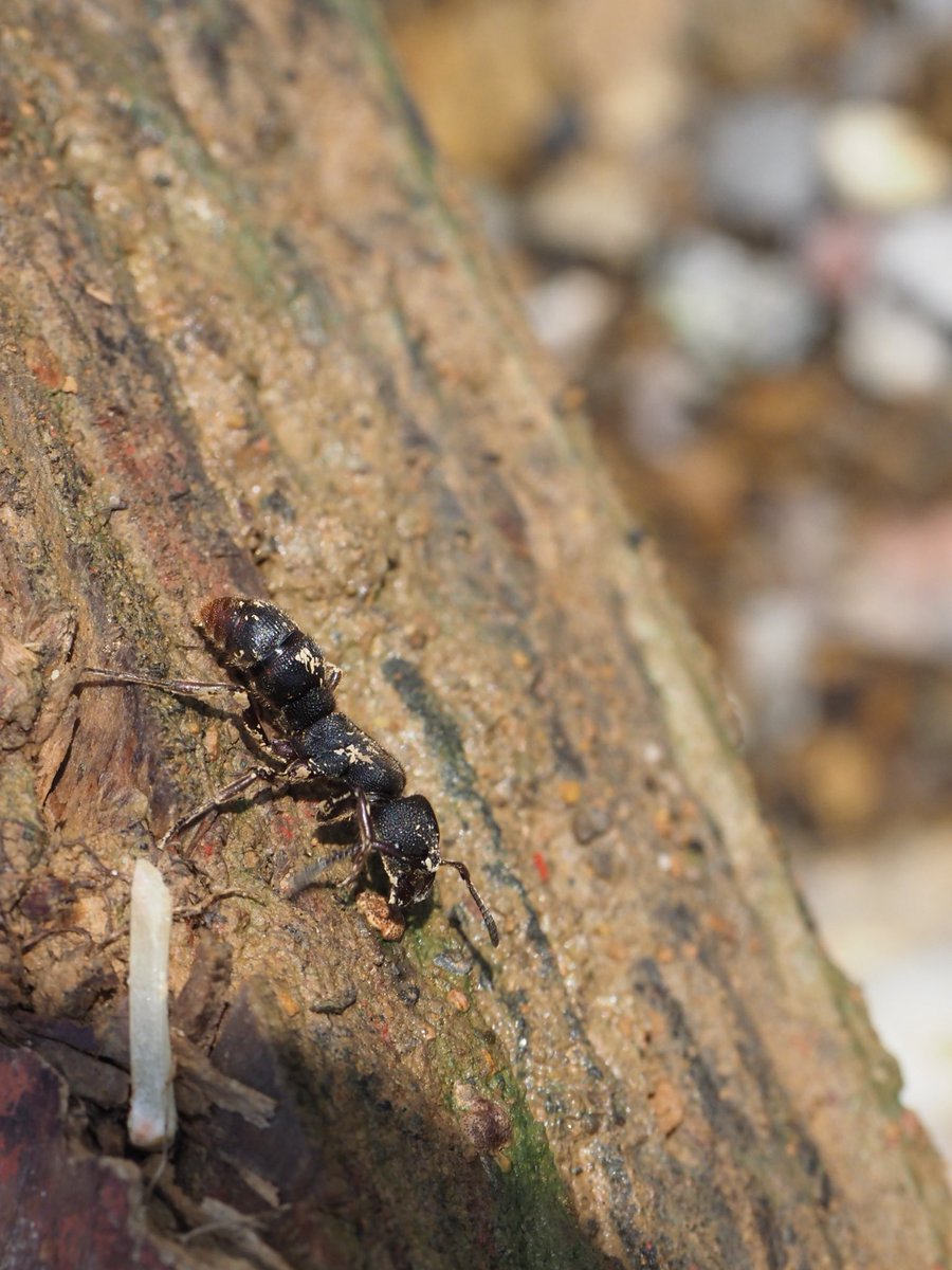 変異種　サインド Z/X（ゼクス）公式アカウント on X: 