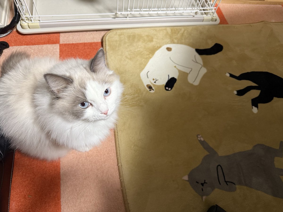 樹里(JJ) (@JJ197751) / Posts / X