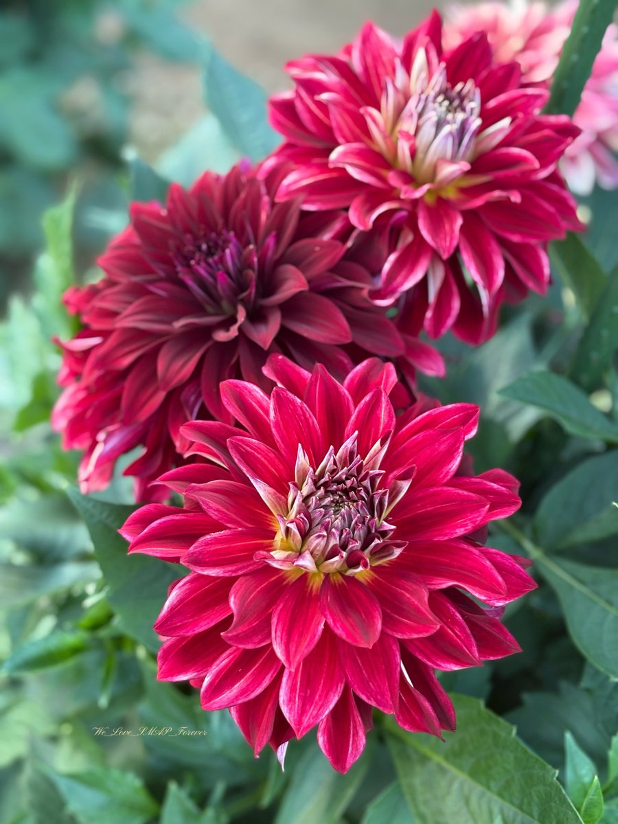 ダリア　原画 ふぁいんぴーす⭐️🧡 on X