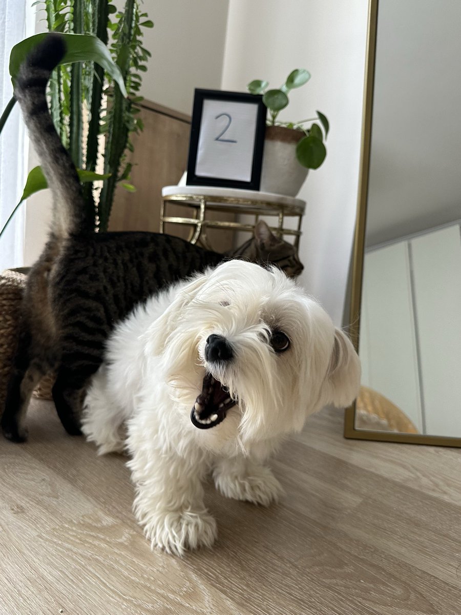 Çukki, 2 gündür eve işemedi!