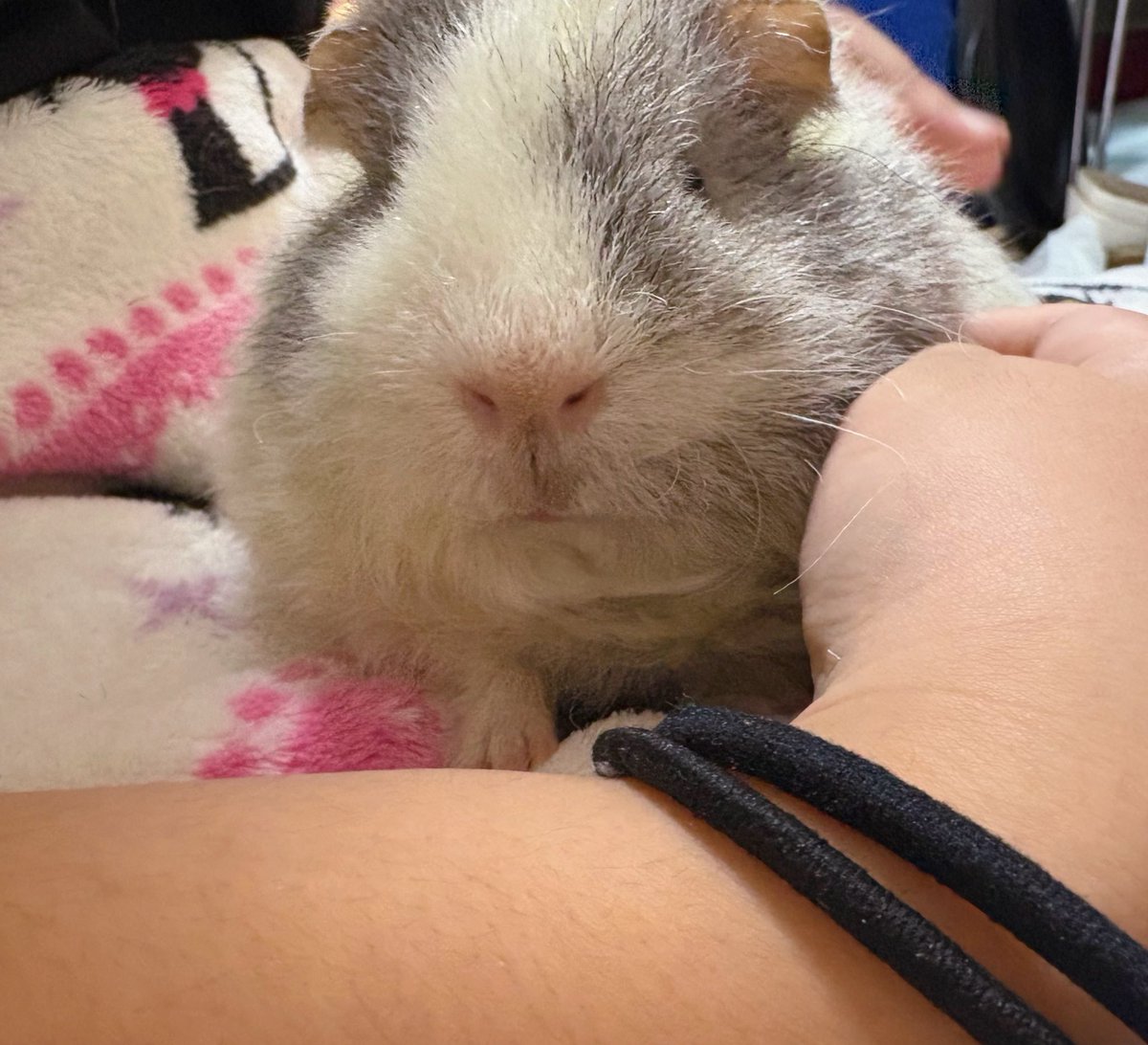 チャチャ様ページ ちゃちゃ on X