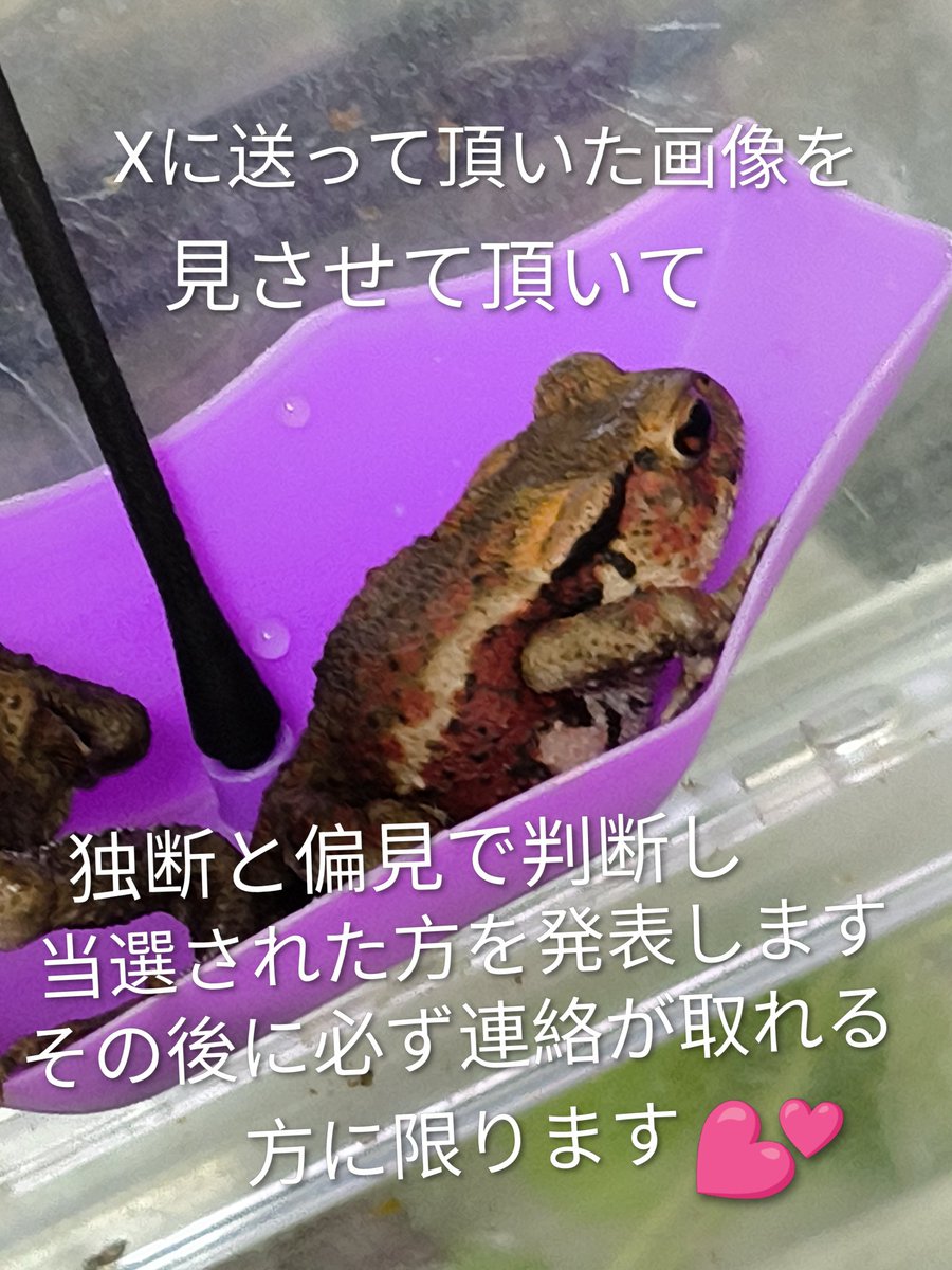 カエル♡ アディダスオリジナルス adidas originals ZX ALKYNE アディダス