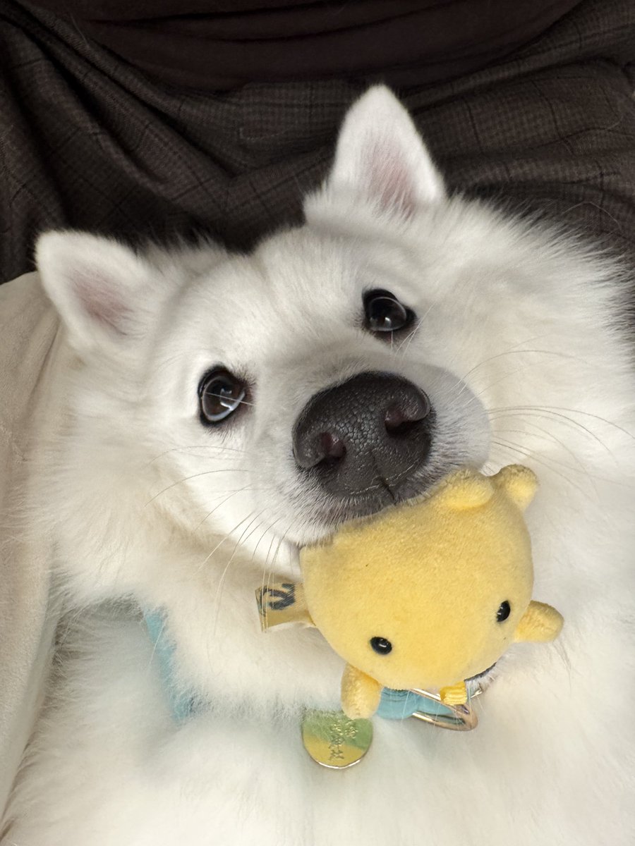 ちゃちゃページ Z/Xカードガチャ