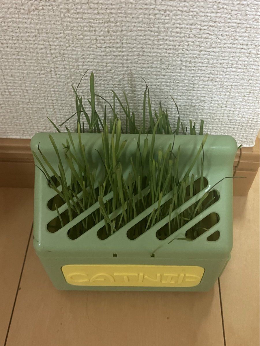 t_a_n_u_chan's tweet image. 思ったより食べてくれなくて、茂ってる猫草