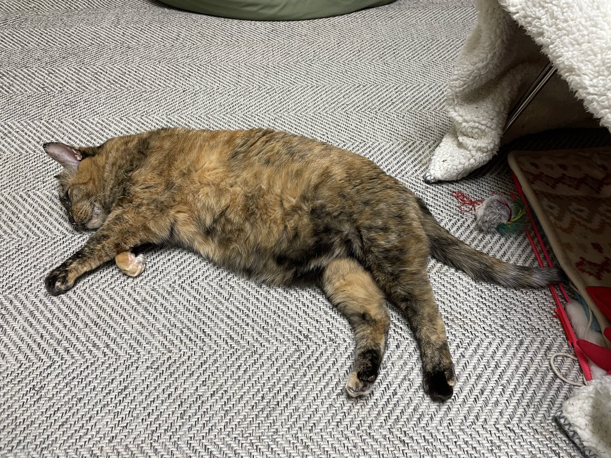 すてぱん様オーダーページ 猫 ウロコ ステパンサマオーダーページ ネコ ウロコインコ