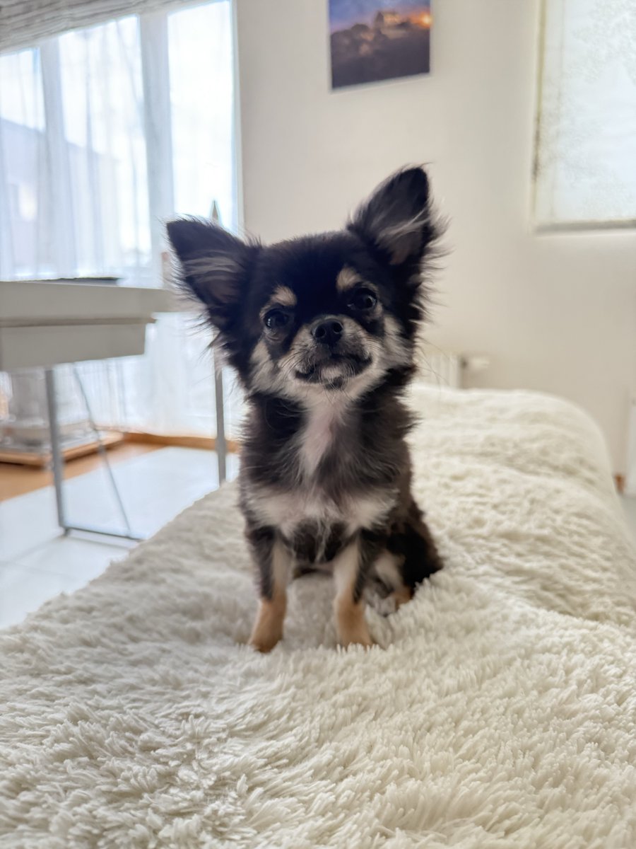 fuyu_4a2u's tweet image. ちょっとデカくなりました🤏