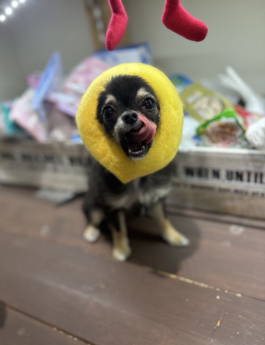 fuyu_4a2u's tweet image. ちょっとデカくなりました🤏