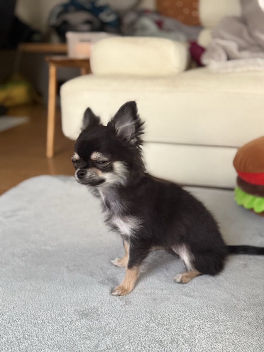 fuyu_4a2u's tweet image. ちょっとデカくなりました🤏