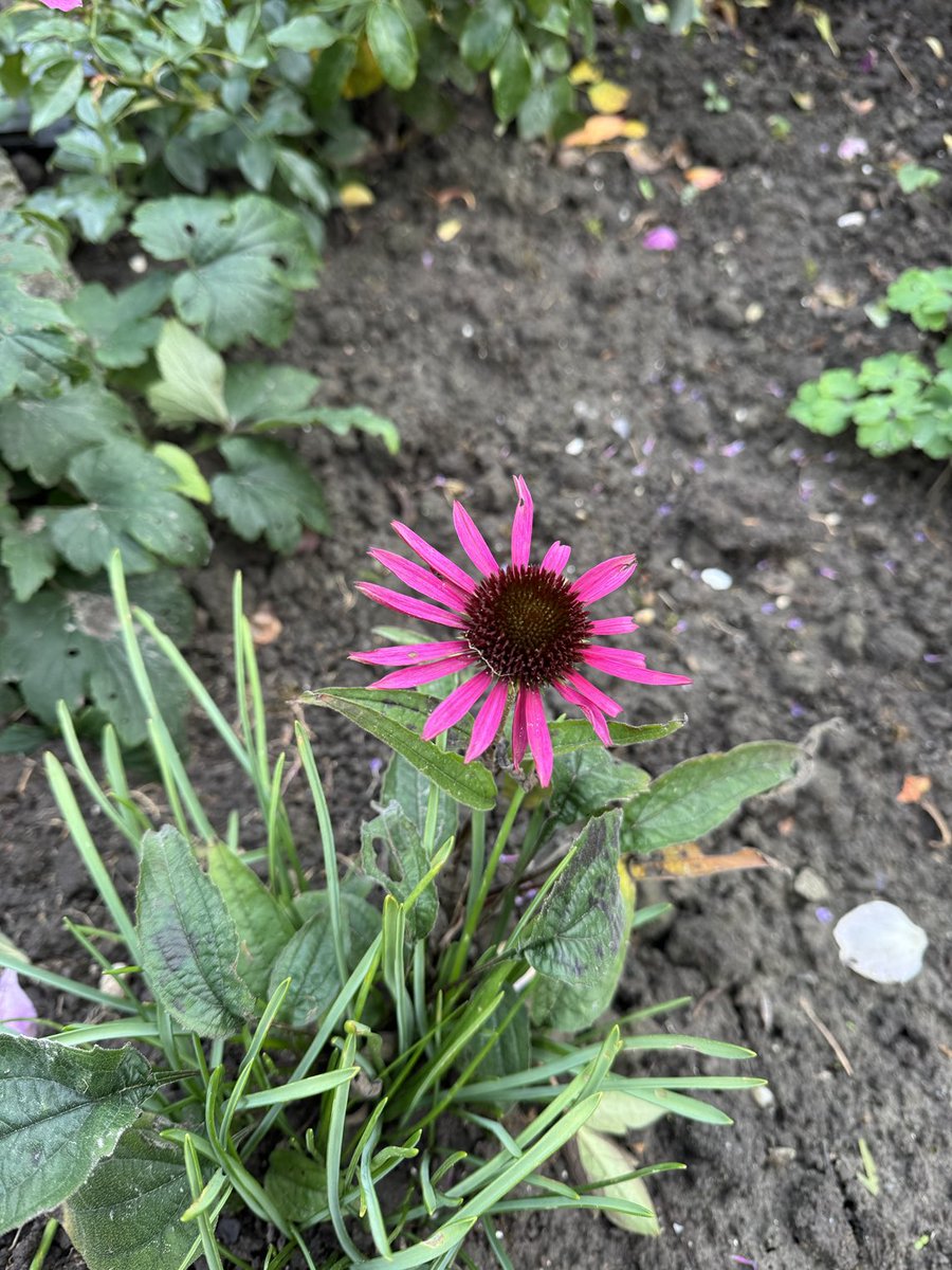 Goedemorgen wens jullie een gezellige zondag vandaag 😘🌤️ Dahlia,Anemoon,roosje en zonnehoed doen nog hun best in de tuin #herfst ❤️