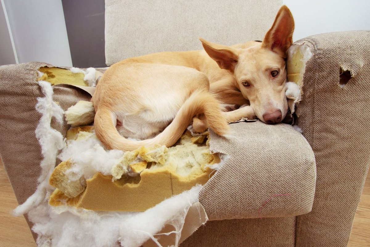 SEPARATION ANXIETY: This behavior starts when your dog has the urge to always be in the same space with you. Dogs tend to find other ways to channel their energy &amp; in the case of S.A, it means destructive behavior.

CORRECTION: The first way to correct S.A is by putting your dog