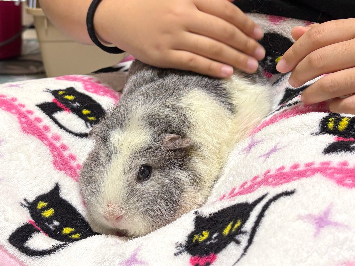 モルちゃんファミリー⚠️ ちゃちゃ on X