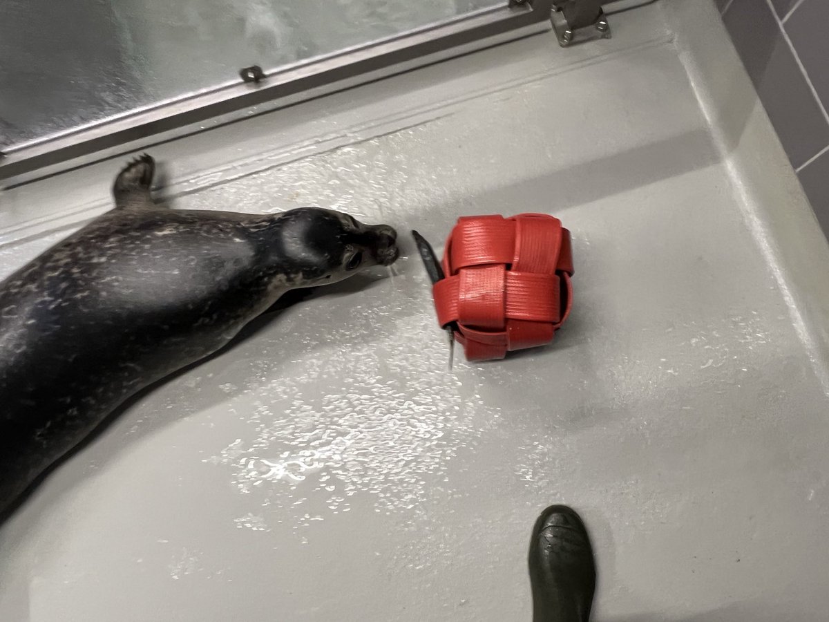 renapoly_93's tweet image. We don’t usually use enrichments in quarantines, but #Anton needs some distraction…
Get well soon big boy! 💪🏻
#アザラシ幼稚園 #sealslive #WECWaddenzee