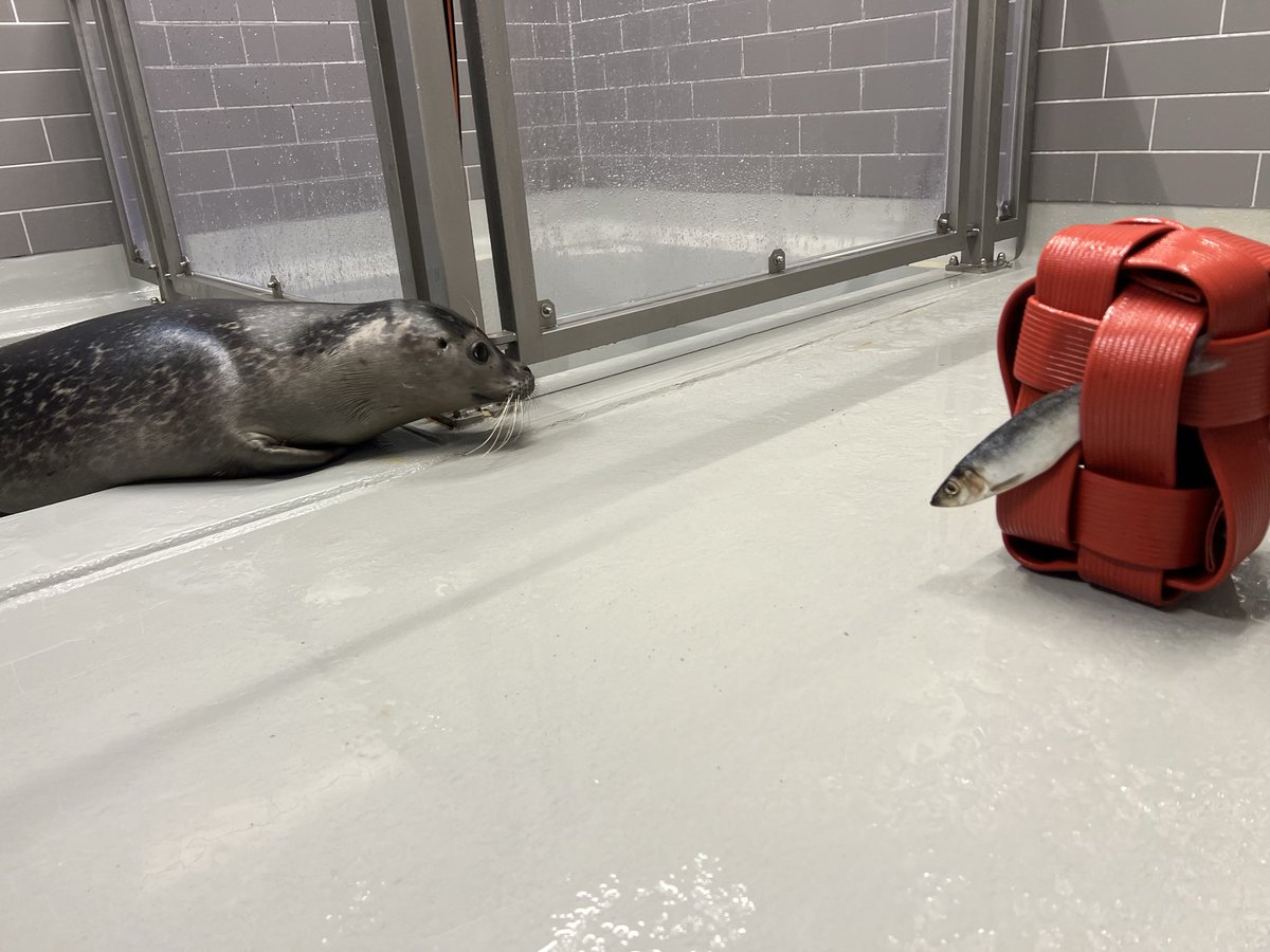 renapoly_93's tweet image. We don’t usually use enrichments in quarantines, but #Anton needs some distraction…
Get well soon big boy! 💪🏻
#アザラシ幼稚園 #sealslive #WECWaddenzee