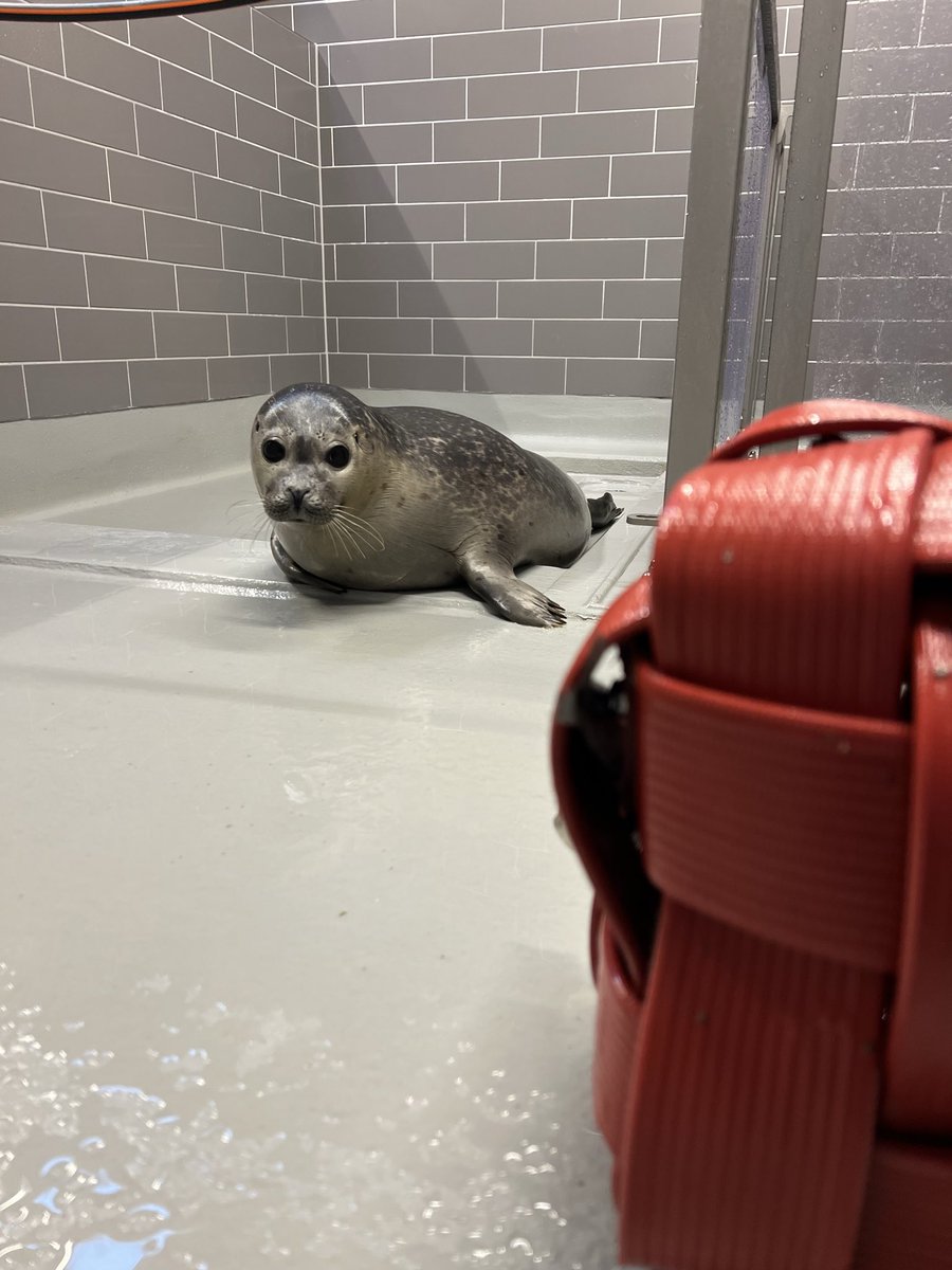 renapoly_93's tweet image. We don’t usually use enrichments in quarantines, but #Anton needs some distraction…
Get well soon big boy! 💪🏻
#アザラシ幼稚園 #sealslive #WECWaddenzee