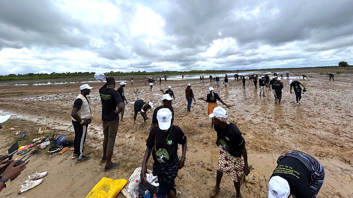 WBG_Climate's tweet image. In #GuineaBissau, the #WACA_Program has restored 224.3 hectares of vital #mangroves in the Cacheu River Mangrove Natural Park in 2024 alone, lifting ecological resilience and safeguarding fisheries, livelihoods, and coastal communities. Learn more: wrld.bg/UgxL50XhYWY