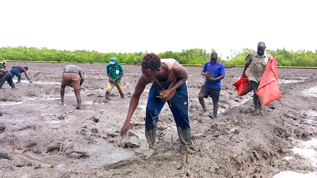 WBG_Climate's tweet image. In #GuineaBissau, the #WACA_Program has restored 224.3 hectares of vital #mangroves in the Cacheu River Mangrove Natural Park in 2024 alone, lifting ecological resilience and safeguarding fisheries, livelihoods, and coastal communities. Learn more: wrld.bg/UgxL50XhYWY