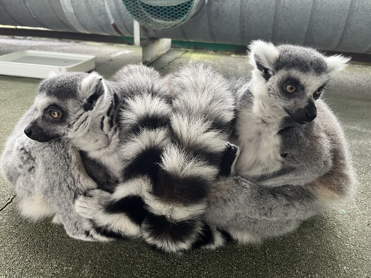 灰色の狐猿 灰色の狐猿 灰色の狐猿 8/1 ワオキツネザル（輪尾狐猿） - 哺乳類