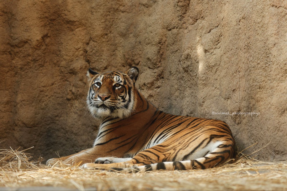 ちょむ子🍍 (@animal_photos2) / Posts / X