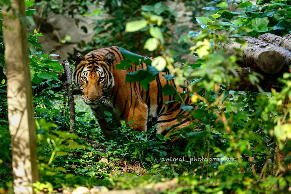 ちょむ子🍍 (@animal_photos2) / Posts / X